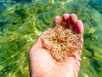 Cropped hand holding coral above water