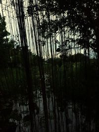 Scenic view of lake in forest