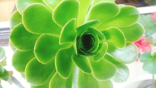 Close-up of succulent plant
