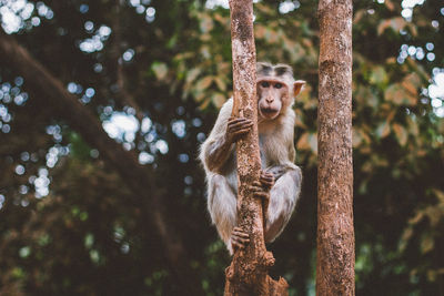 Portrait of monkey sitting on tree in forest