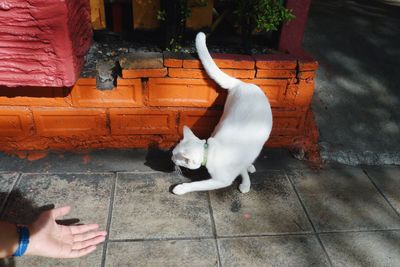 Cropped hand by white cat on footpath