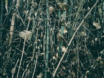 Close-up of dried plant on field in forest