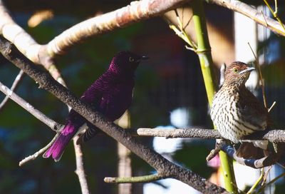 Close-up of bird perching on branch