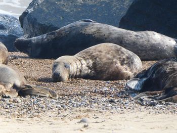 Grey seals at horsey beach norfolk