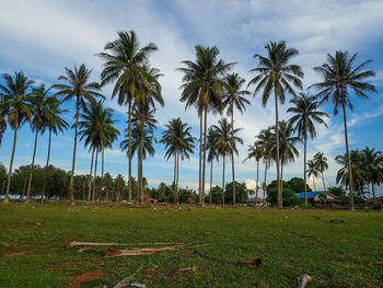 Palm trees on field against sky