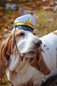 Close-up of dog wearing sailors hat