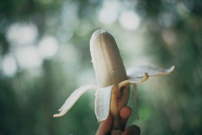 Close-up of hand holding plant