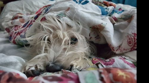 Close-up of crab on bed