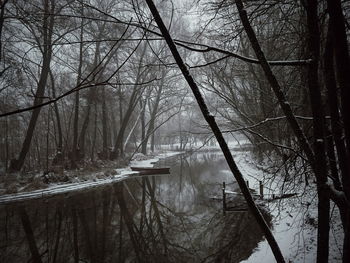 Reflection of trees in water