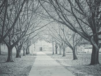 Bare trees in park during winter