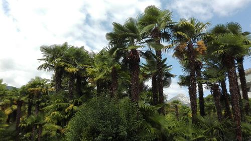 Low angle view of trees against cloudy sky