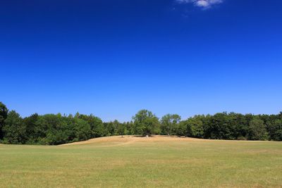 Trees on field against clear blue sky