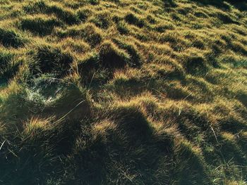 Full frame shot of grass on field