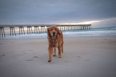 Portrait of dog on beach against sky