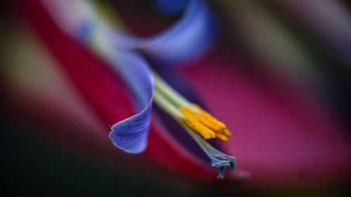 Close-up of blue flowering plant