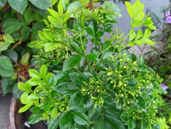 Close-up of fresh green plants