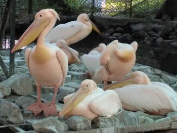 Close-up of pelican on rocks at shore