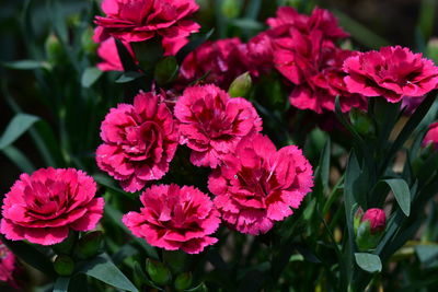 Close-up of pink flowers