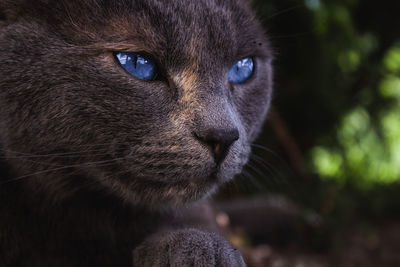 Close-up of cat looking away