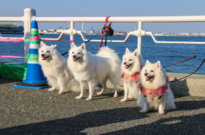 Dogs running on field