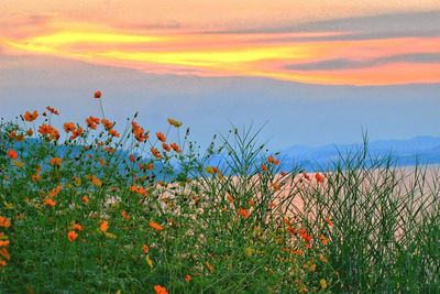 Plants growing on field against sky during sunset