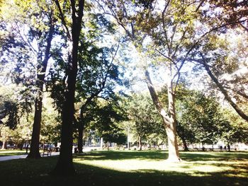 Trees in park