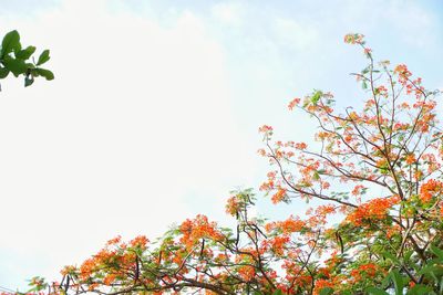 Low angle view of tree against sky