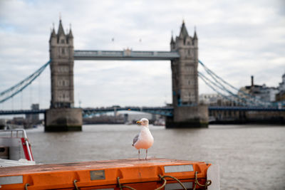 Seagull on bridge over river