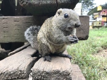 Close-up of squirrel sitting on wood