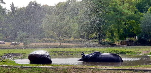 View of horse on field