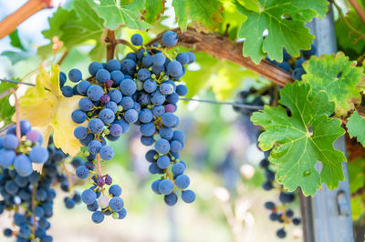 Close-up of grapes growing on plant