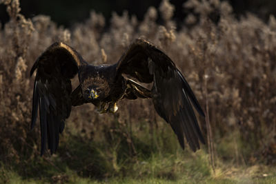 Photo of a trained european golden eagle in flight. aquila chrysaetos chrysaetos,
