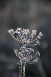 Close-up of frozen plant