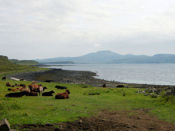 Cows on field against sky