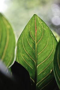 Close-up of wet leaves