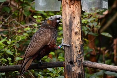 Close-up of bird perching on wooden post