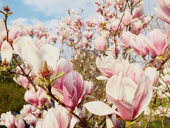 Close-up of pink flowering plant