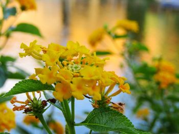 Close-up of yellow flowering plant