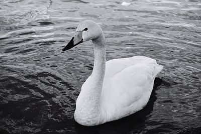 Close-up of swan in lake