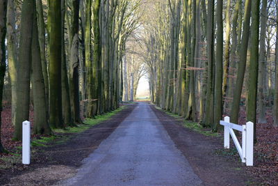 Road amidst trees in forest