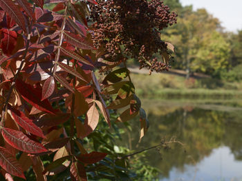 Close-up of leaves on tree