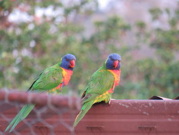 Bird perching on a leaf