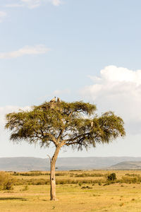 Tree on field against sky
