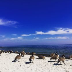Flock of birds on beach against blue sky