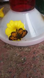 Close-up of yellow flowers