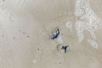 High angle view of rock on beach