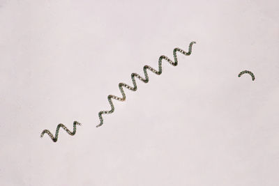 High angle view of decoration on white background