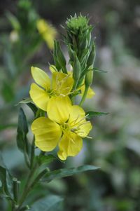 Close-up of yellow flowering plant
