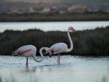 Close-up of swan in lake