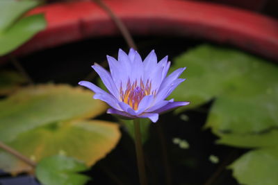 Close-up of purple water lily